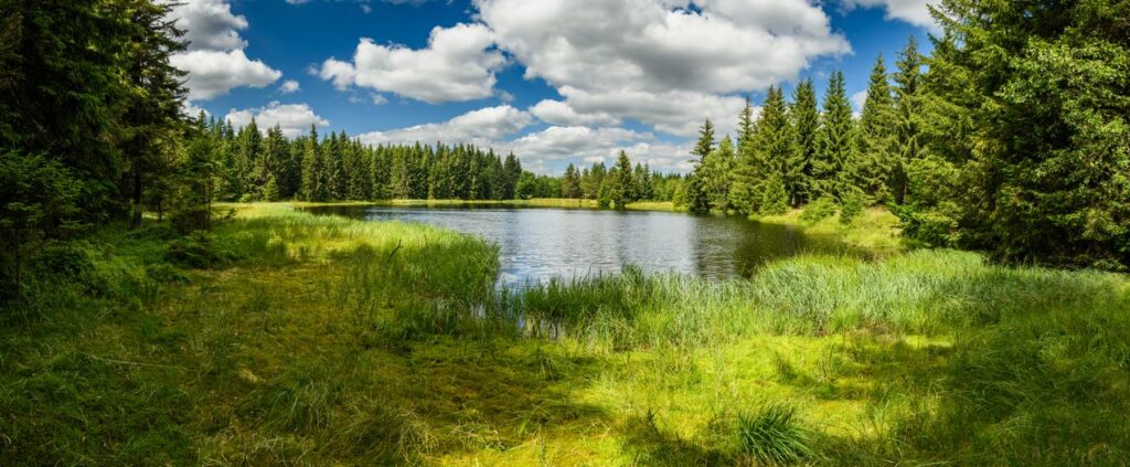 Tranquil forest lake surrounded by lush green trees under a bright blue sky with fluffy clouds.