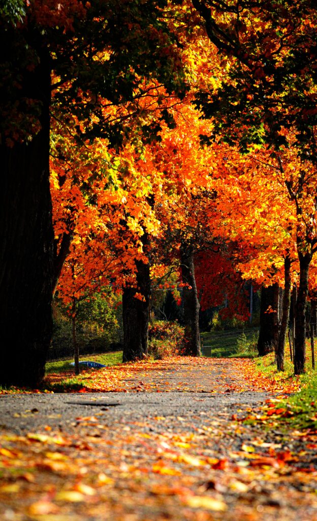 A serene autumn pathway lined with vibrant orange and yellow trees, a perfect fall scene.