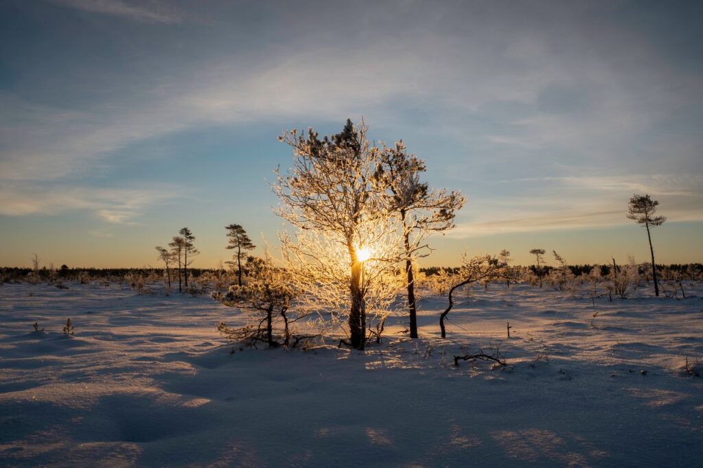 Sunrise illuminating frost-covered trees in a snowy winter swamp.